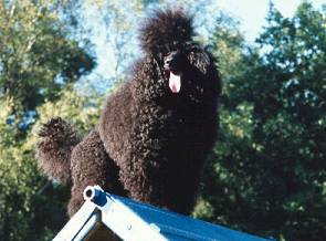 A poodle from Kennel Boellepaatag clearing a jump in an agility competition