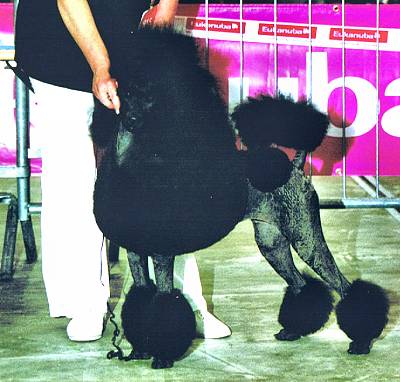 An adorable poodle puppy from the Ahornstreet kennel in Sweden