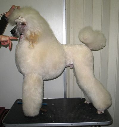 Amadeo du Cristaux Glacées, a standard poodle in show stance at a Scandinavian championship event