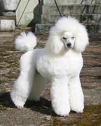 Amonibe Lance, a beautifully presented show poodle demonstrating excellent breed type