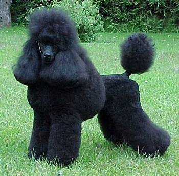 Amonibe Rutan, a show poodle presented in an expertly groomed continental clip