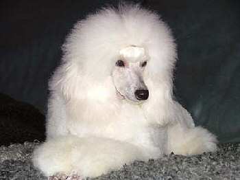 Angelview Angel, a beautiful poodle representing the Nordic breeding tradition